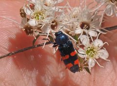 Castiarina supergrata