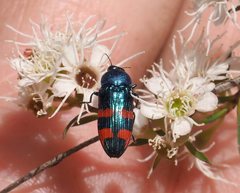 Castiarina supergrata