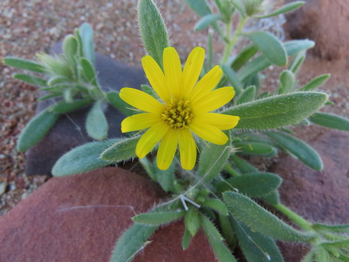 Image of Flatcapsule Beetledaisy (Gorteria warmbadica) by no rights reserved