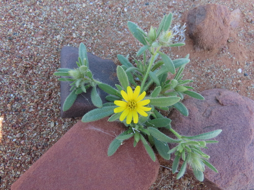 Image of Flatcapsule Beetledaisy (Gorteria warmbadica) by no rights reserved