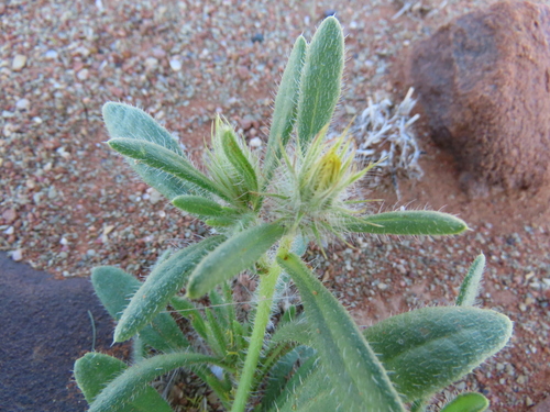 Image of Flatcapsule Beetledaisy (Gorteria warmbadica) by no rights reserved