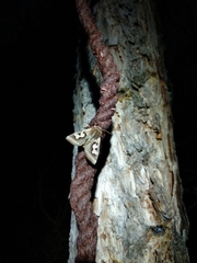 Perigrapha circumducta