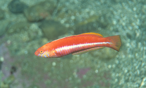 Aylings lipvis (Suezichthys aylingi) — Labridae — 4