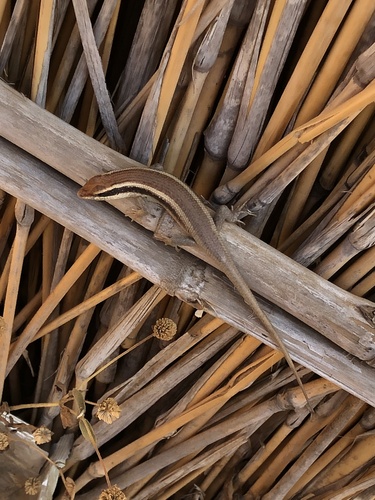 Wahlberg’s Striped Skink