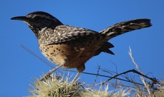 Campylorhynchus brunneicapillus