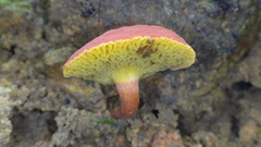 Parvixerocomus aokii