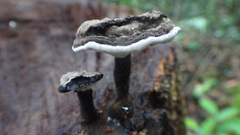 Sanguinoderma rugosum