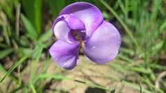 Vigna vexillata vexillata