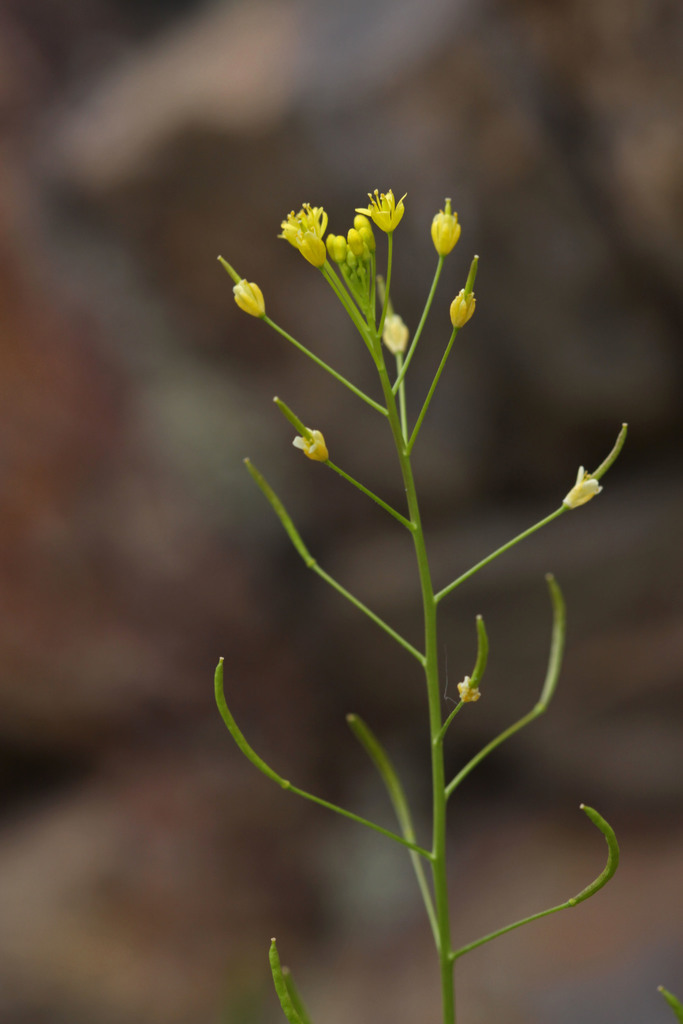 Mountain Tansymustard