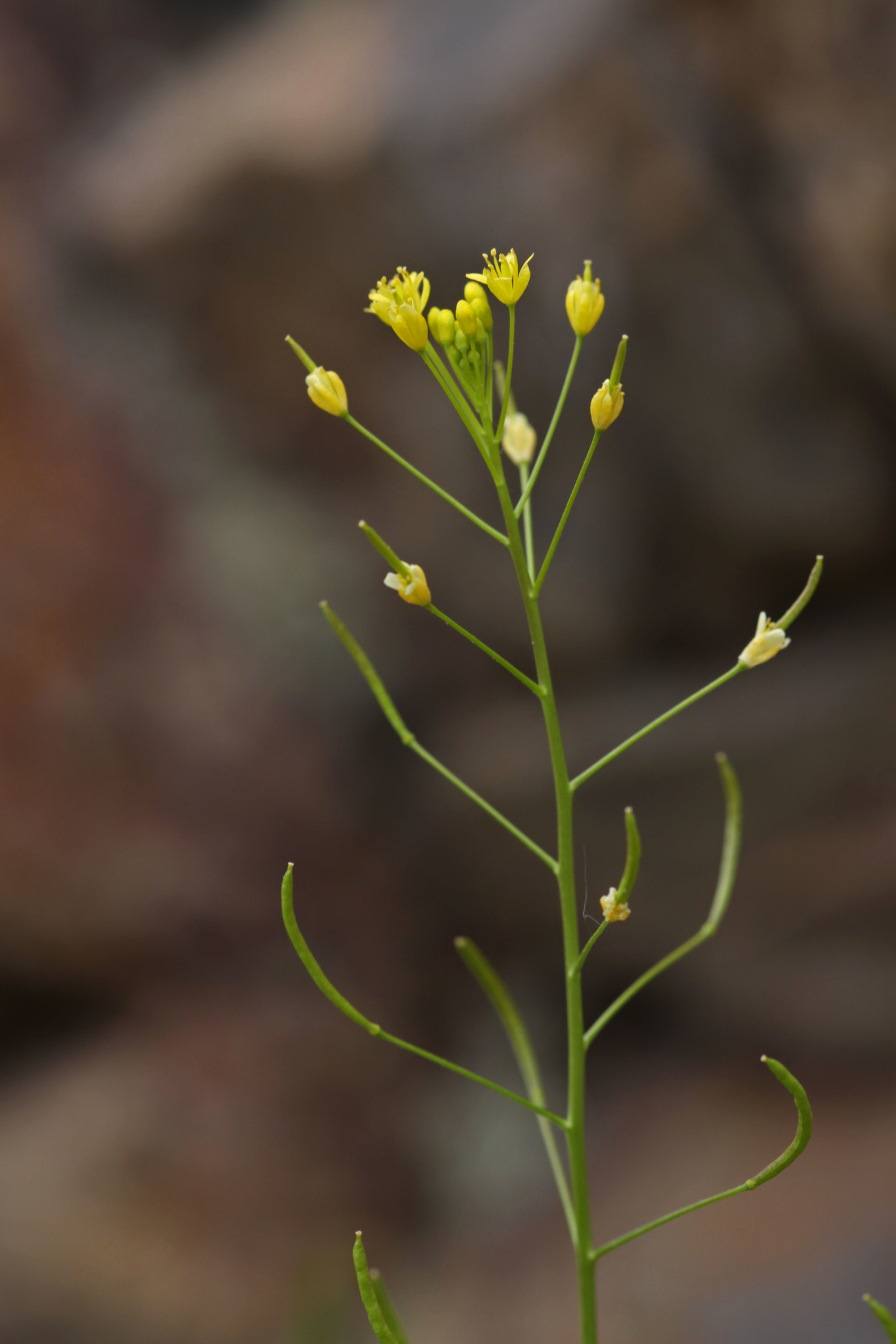 Descurainia incisa