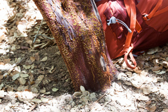 Arctostaphylos hooveri