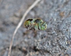 Amegilla aeruginosa