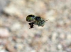 Amegilla aeruginosa