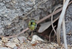 Amegilla aeruginosa