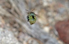 Amegilla aeruginosa