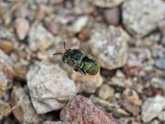 Amegilla aeruginosa