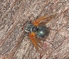 Chetogaster violacea-viridis