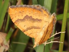 Chrysolarentia correlata