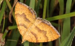 Chrysolarentia correlata