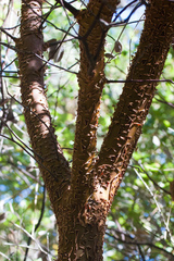 Arctostaphylos hooveri