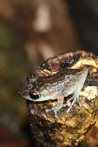 Kottawa Bubble-nest Frog, Pseudophilautus folicola