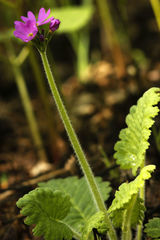 Primula cortusoides