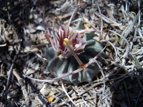 Echinofossulocactus coptonogonus