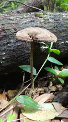 Sanguinoderma rugosum