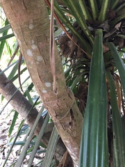 Dracaena cochinchinensis