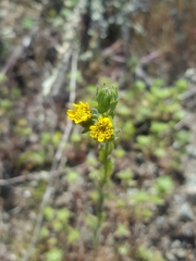 Layia hieracioides