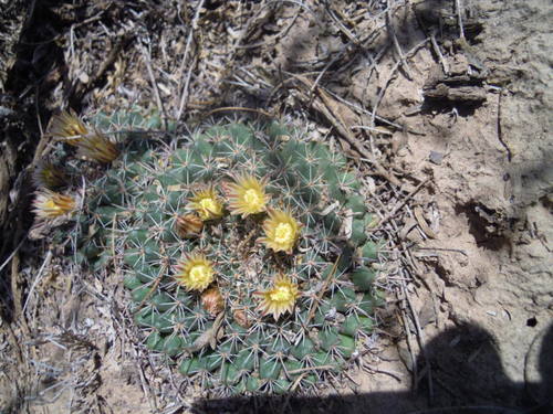 Mammillaria uncinata
