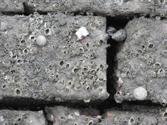 Bembicium