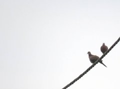 Streptopelia chinensis
