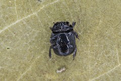 Margarinotus obscurus