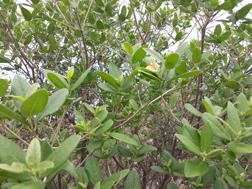 Catalpa brevipes