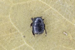 Margarinotus obscurus