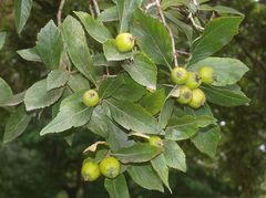Malus