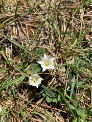 Gentiana flavomaculata
