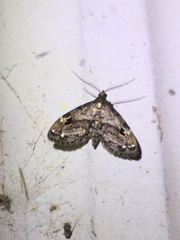 Melanomma auricinctaria