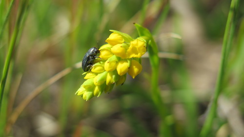 Image of Schizochilus bulbinella by (c) Hlengiwe Mtshali, some rights reserved (CC BY-SA)