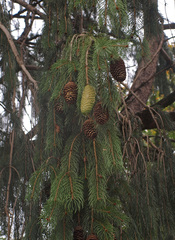 Picea smithiana
