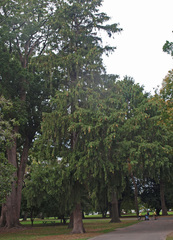 Picea smithiana