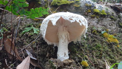 Amanita neo-ovoidea