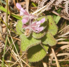 Stachys rigida quercetorum