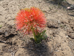 Scadoxus multiflorus multiflorus