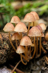 Mycena parsonsii