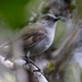 ʻOmaʻo - Photo (c) whenthebird, some rights reserved (CC BY-NC)