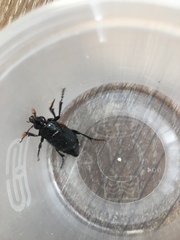 Nicrophorus humator