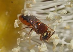 Pachyprosopis kellyi