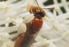 Pachyprosopis kellyi